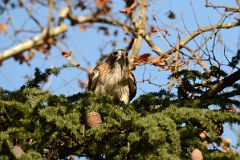 28 Hawk In A Tree In Central Park Midpark East Side